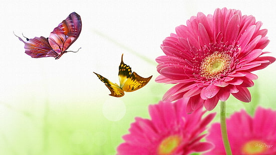 gerber stokrotka taniec motyl jasne motyle stokrotki Firefox Persona gerbera Pink HD, natura, kwiat, motyl, różowy, motyle, jasne, stokrotka, persona persona, stokrotki, gerbera, Tapety HD HD wallpaper