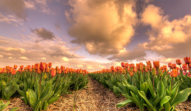 pole pomarańczowych róż, holenderski, niebo, pomarańczowe róże, pole, 35mm, D750, Europa, HDR, Nederland, Nederlands, Nikkor, Nikon, Noord-Holland, Holandia, bloem, bloemen, chmury, kwiat kwiat, pola kwiatowe, kwietnik, krajobraz lucht, natura, natuur, roślina, niebo, tulipan, tulipa, tulipany, tulp, wolken, kwiat, wiosna, na dworze, czerwony, pora roku, lato, rolnictwo, liść, piękna w naturze, kolor zielony, wielokolorowy, żółty, Tapety HD