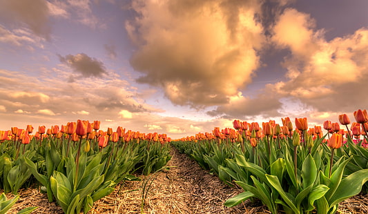 поле оранжевых роз, голландский, небо, оранжевые розы, поле, 35 мм, D750, Европа, HDR, Нидерланды, Нидерланды, Никкор, Никон, Северная Голландия, Нидерланды, Блум, Блумен, облака, цветок цветок, цветочные поля, клумба, пейзажприрода, природа, завод, небо, тюльпан, тюльпан, тюльпаны, тюльпан, цветок, весна, на открытом воздухе, красный, сезон, лето, сельское хозяйство, лист, красота В природе, зеленый Цвет, многоцветный, желтый, HD обои HD wallpaper