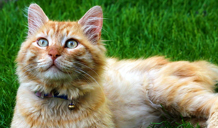 gato marrón y blanco, gato, gato blanco, gato gato, ankara, pavo, naturaleza, doméstico, mascota, lindo, gatito, jardín, animal, mascotas, hierba, gato doméstico, al aire libre, animales domésticos, mamíferos, verano, Fondo de pantalla HD