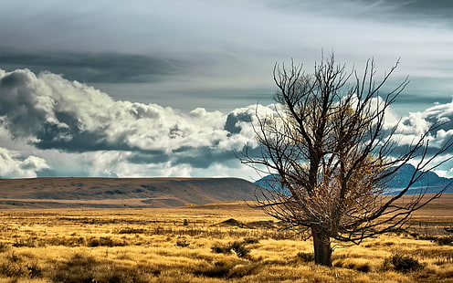 коричневое дерево, новая зеландия, степь, дерево, одинокий, поле, HD обои HD wallpaper