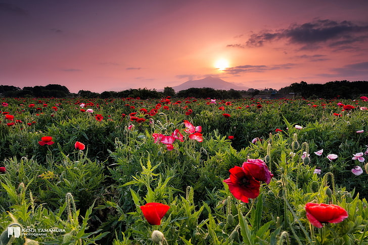 sunset, flowers, beauty, photographer, Kenji Yamamura, HD wallpaper