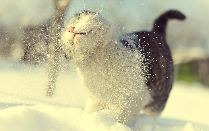 gato branco e preto de pêlo curto, gato tigrado marrom bicolor brincando na neve, inverno, neve, gato, profundidade de campo, macro, HD papel de parede