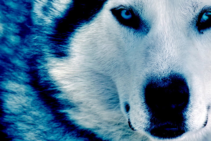 възрастен сибирски хъски, вълк, тъмно синьо, HD тапет