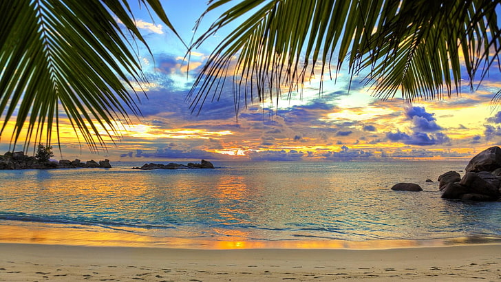 amanecer, palmeras, playa, playa de arena, arena, orilla, Fondo de pantalla HD
