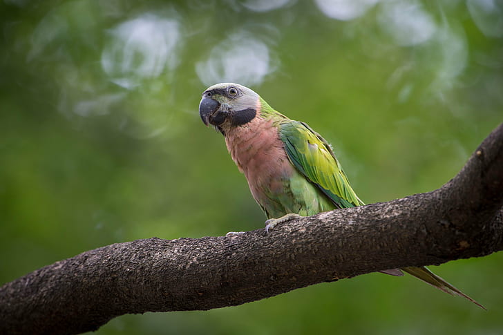 green parrot on tree trunk in autofocus photography, red-breasted parakeet, red-breasted parakeet, parrot, bird, animal, nature, wildlife, macaw, beak, tropical Climate, pets, feather, multi Colored, HD wallpaper