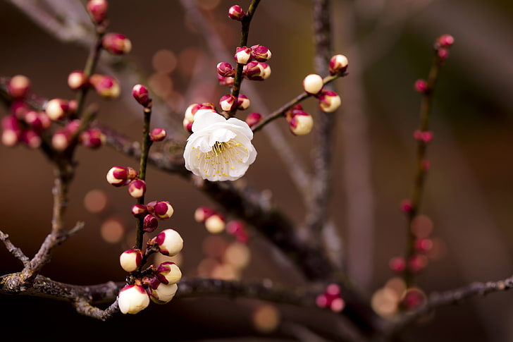 bunga sakura putih, tanaman, bunga, mekar, cabang, musim semi, Wallpaper HD