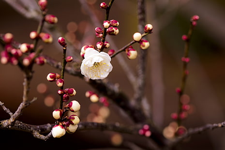 white cherry blossom, plant, flower, blossom, branch, spring, HD wallpaper HD wallpaper