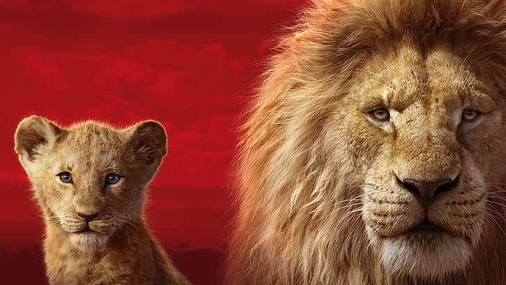 Film, Le Roi Lion (2019), Simba, Fond d'écran HD