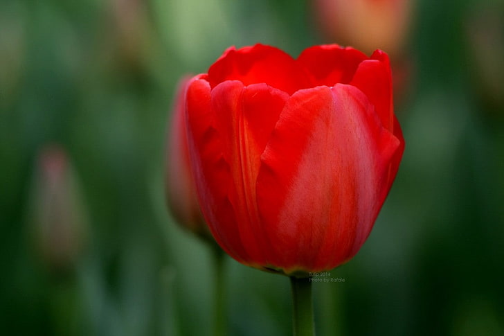 tulipas, flores, natureza, HD papel de parede