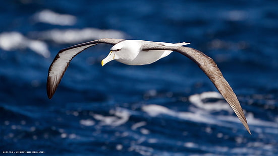 Albatros, ptak, ptaki, ptak morski, Tapety HD HD wallpaper