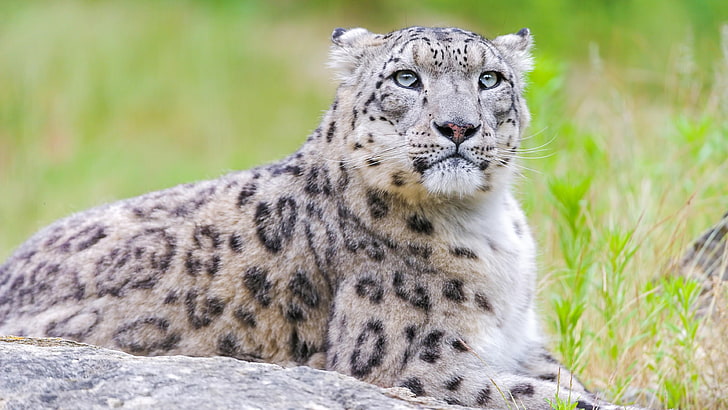 wildlife, terrestrial animal, snow leopard, mammal, leopard, big cat, whiskers, grass, HD wallpaper