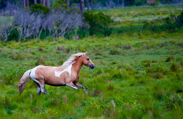 *** Galloping Horse In The Meadow ***, ladowe, zwierzeta, laka, animals, HD wallpaper