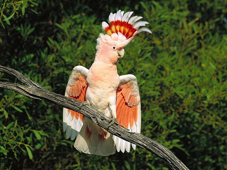papuga biało-pomarańczowa, papuga, pióra, grzywa, piękna, gałąź, siedzieć, Tapety HD