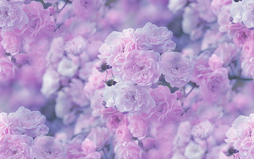 Flower Macro Rose Pink HD, flores de cerezo rosa y blanco, naturaleza, flor, macro, rosa, rosa, Fondo de pantalla HD HD wallpaper