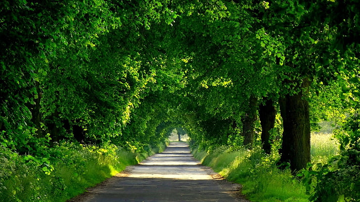 árboles, verde, follaje, túnel, arco, camino, camino, luz solar moteada, hierba, Fondo de pantalla HD