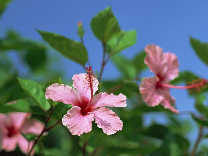 różowy hibiskus, hibiskus, kwitnienie, krzewy, gałęzie, niebo, Tapety HD