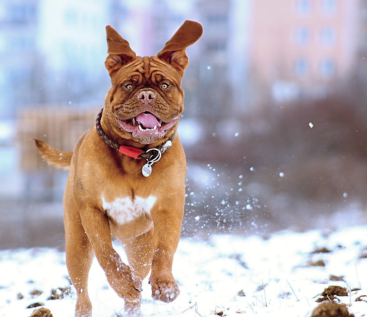 french mastiff, dog, snow, run, jump, HD wallpaper