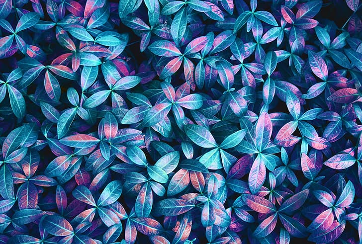 plants, leaves, pink, blue, closeup, purple, Backdrop, spring, texture, floral, lights, neon, green, details, macro, abstract, colorful, jungle, pattern, HD wallpaper