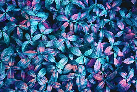  plants, leaves, pink, blue, closeup, purple, Backdrop, spring, texture, floral, lights, neon, green, details, macro, abstract, colorful, jungle, pattern, HD wallpaper HD wallpaper