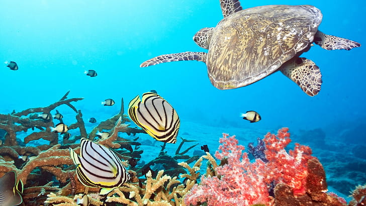 Turtle Tortoise Ocean Fish Underwater HD, Tiere, Meer, Fisch, Unterwasser, Schildkröte, Schildkröte, HD-Hintergrundbild