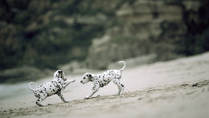две бяло-черни далматински кученца, далматинец, кученца, дълбочина на полето, пясък, куче, HD тапет