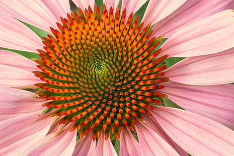 makrofotografi av röd och orange klusterblomma, Coneflower, makrofotografi, röd, orange, kluster, blommablomma, blommor, blommig, makro, närbild, Denver Botanic Gardens, Colorado, Zerene, Stacker, Focus Stacking, sommar, echinacea, natur, kronblad, växt, rosa Färg, blomma, blomma Huvud, närbild, bakgrunder, HD tapet HD wallpaper