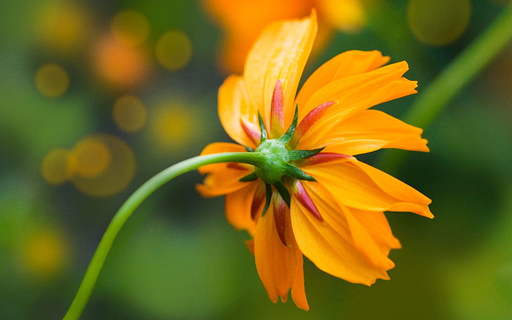 Orange Daisy, bunga petaled kuning dan merah, Nature, Flowers, flower, Wallpaper HD