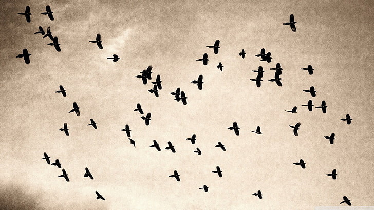 kawanan burung, burung, binatang, sepia, langit, Wallpaper HD