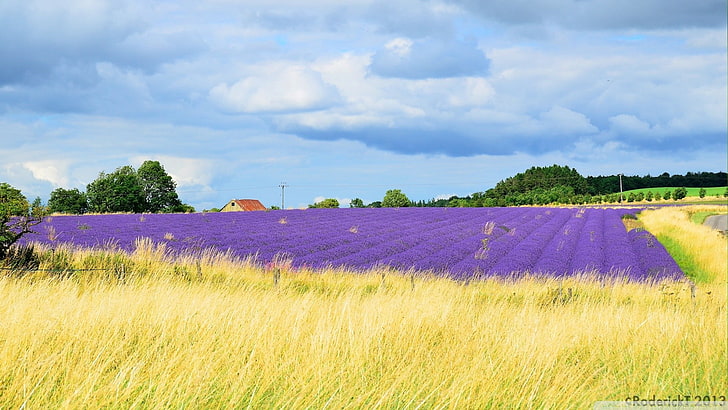 lavande, Royaume-Uni, champ, paysage, fleurs violettes, nuages, Fond d'écran HD