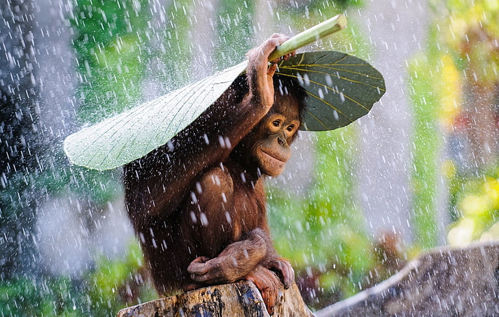 ลิง, อุรังอุตัง, สัตว์, ที่น่ารัก, ใบไม้, ลิง, ฝน, วอลล์เปเปอร์ HD