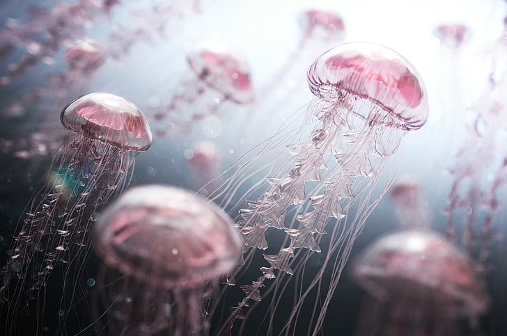 różowe meduzy, światło, podwodny świat, różowe meduzy, Tapety HD