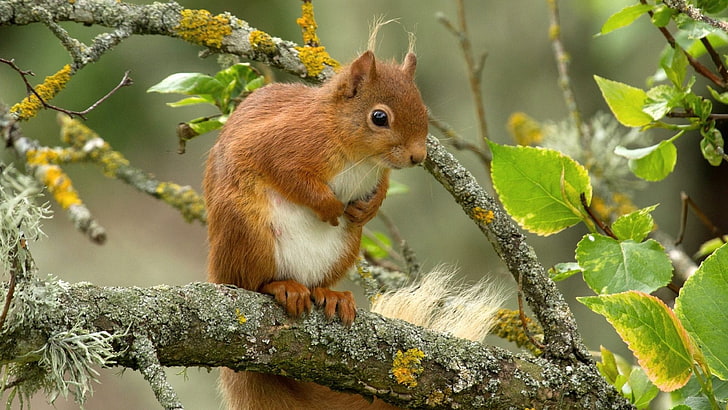 Red Squirrel On Tree วอลเปเปอร์ HD สำหรับโทรศัพท์มือถือและแล็ปท็อป, วอลล์เปเปอร์ HD