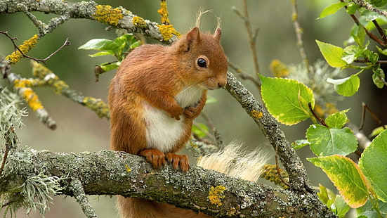 Red Squirrel On Tree วอลเปเปอร์ HD สำหรับโทรศัพท์มือถือและแล็ปท็อป, วอลล์เปเปอร์ HD HD wallpaper