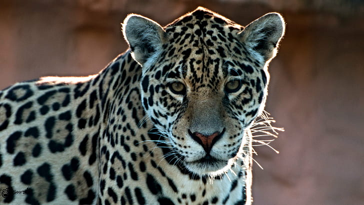 photo of Leopard, I am, photo, Leopard, Jaguar, Portrait, Outdoor, Zoo, Saarbrücken, Animal, Tier, wildlife, africa, safari Animals, nature, animals In The Wild, undomesticated Cat, mammal, spotted, feline, HD wallpaper