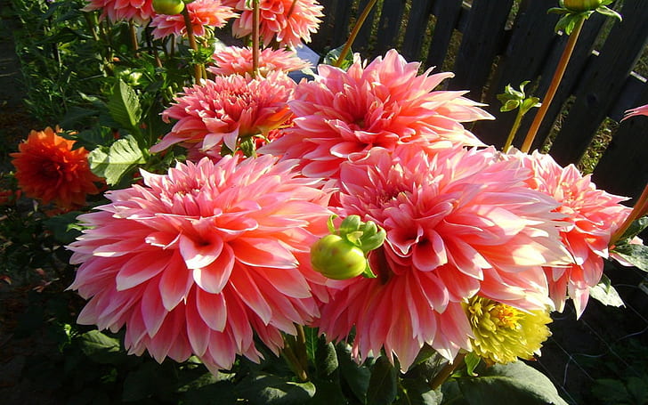 Dahlias Flowers Wallpapers And Photos 774, HD wallpaper