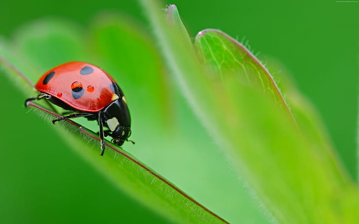ladybug, 4k, HD wallpaper