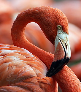 närbild foto av röd och vit svan, flamingo, flamingo, närbild, foto, vit svan, rosa flamingo, fågel, florida, gräsmatta prydnad, rosa svart, busch trädgårdar, kanon, natur, flamingo, djurliv, djur, näbb , röd, djur In The Wild, fjäder, rosa Färg, zoo, HD tapet HD wallpaper