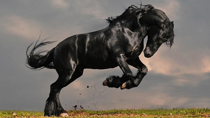 arabisches pferd, pferd, schwarzes pferd, wohlhabendstes pferd, hd, am besten, frisch, HD-Hintergrundbild