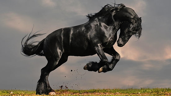 cheval arabe, cheval, cheval noir, cheval le plus riche, hd, meilleur, frais, écran de verrouillage, animaux, Fond d'écran HD HD wallpaper
