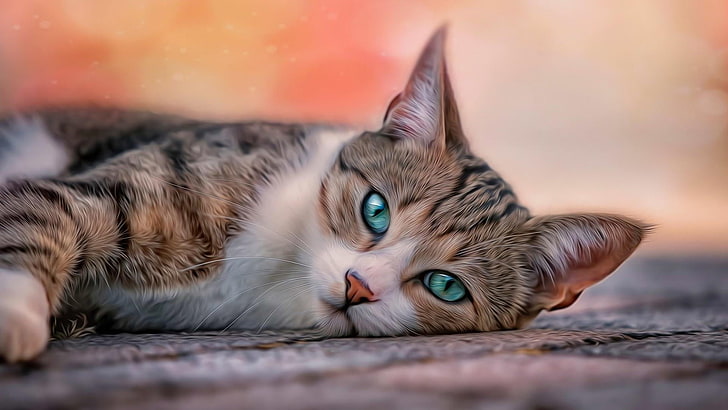 kucing, bohong, memesona, Wallpaper HD