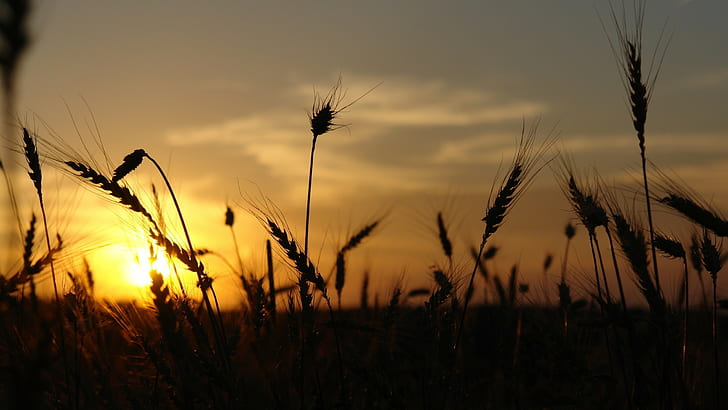 wheat, nature, sunlight, sunset, silhouette, HD wallpaper