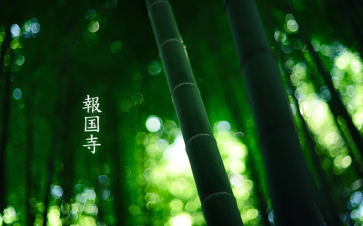 piante, foglie, bambù, Sfondo HD