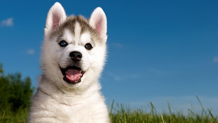 หญ้า, ฮัสกี้, หมา, ลูกสุนัข, รอยยิ้ม, มีความสุข, สัตว์, ท้องฟ้า, หมา, ท้องฟ้าสีฟ้า, วอลล์เปเปอร์ HD