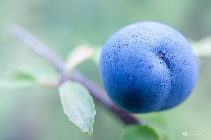 selective focus photography of blueberry, en, attendant, les, premières, selective focus, photography, blueberry, prunelle, fruit, nature, freshness, food, ripe, leaf, close-up, branch, HD wallpaper