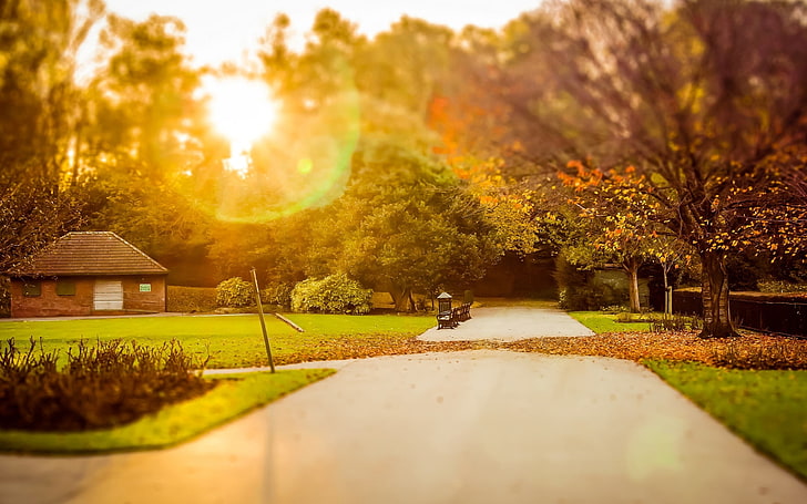 green leafed trees, greens, autumn, grass, leaves, the sun, rays, trees, nature, house, background, tree, Wallpaper, foliage, blur, path, widescreen, full screen, HD wallpapers, HD wallpaper