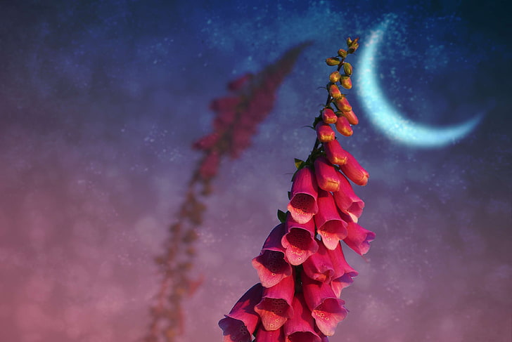 bloom, blossom, close, common foxglove, composing, flower, forest, long, medicinal plant, moon, nature, photo, photo montage, pink, plant, purple, thimble, toxic, wild flower, HD wallpaper