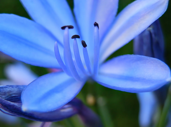 Azulada, Nature, Flowers, argentina, naturaleza, la pampa, flor, santa rosa, blue, azul, HD wallpaper