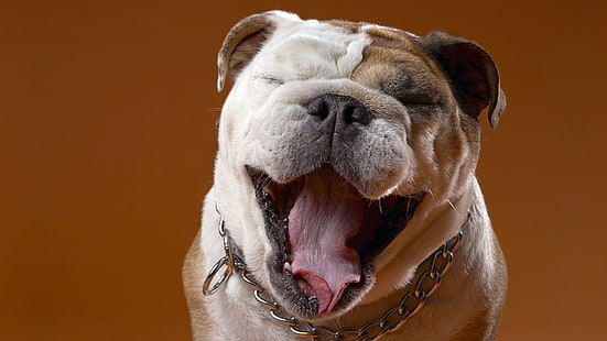 bulldog inglês branco e marrom adulto, cão, rosto, olhos, bulldog, HD papel de parede HD wallpaper