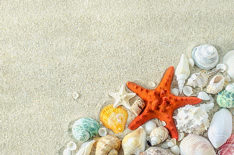 piasek, plaża, gwiazda, muszla, lato, morski, rozgwiazda, muszle, Tapety HD HD wallpaper